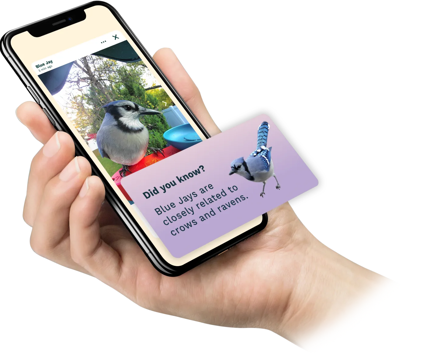The official Birdbuddy app presentation.